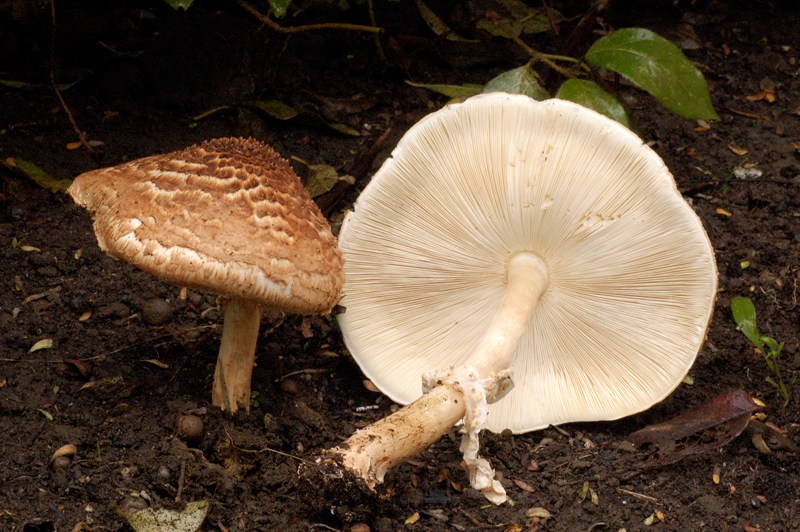 Due funghi da confermare