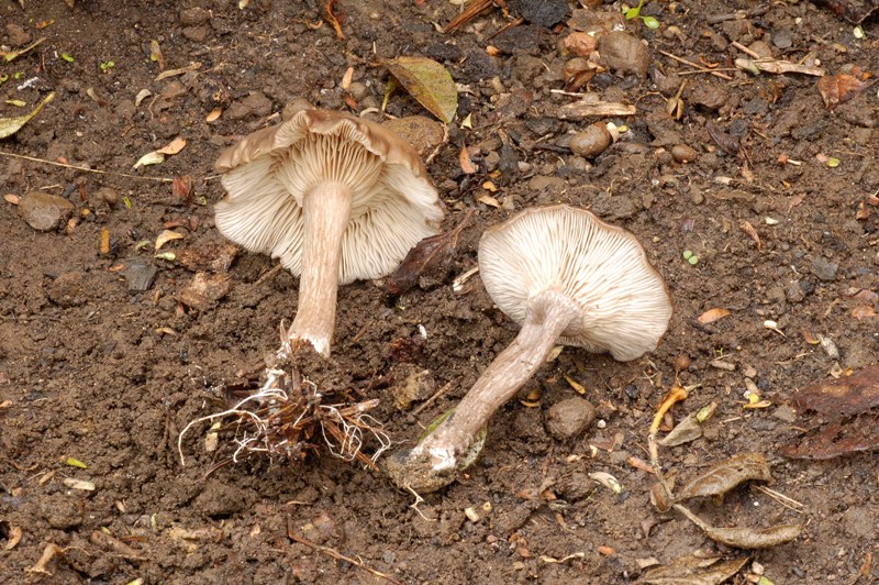 Due funghi da confermare