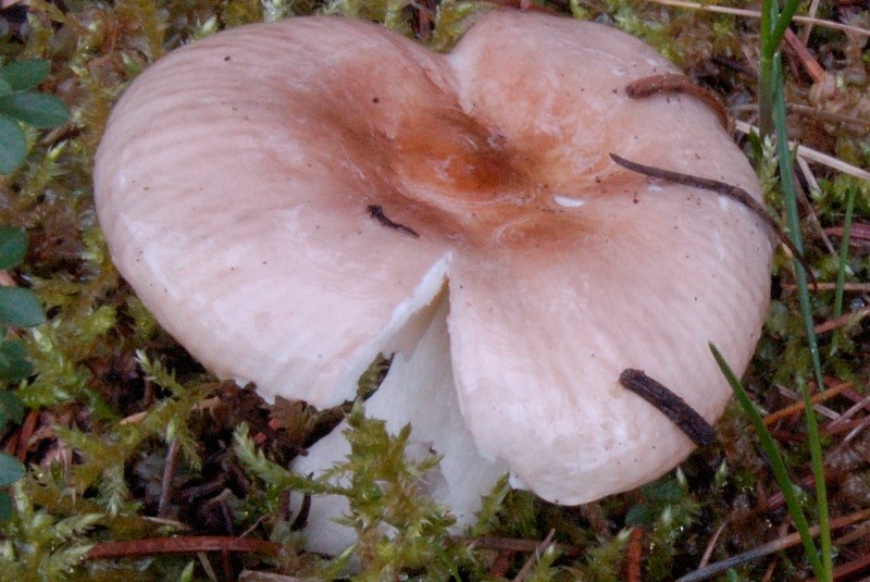 Russula nauseosa? (cfr. Russula cessans)