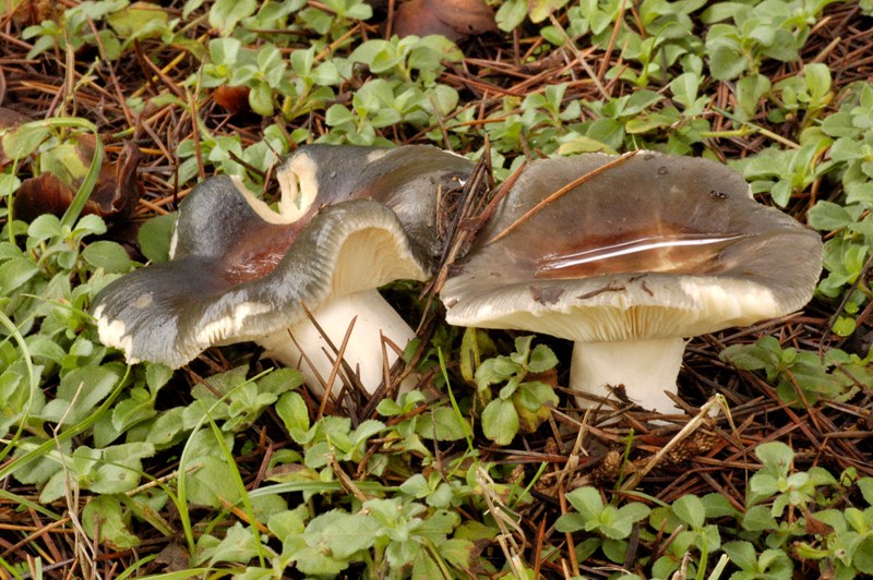 Ritrovamenti sotto cedro.