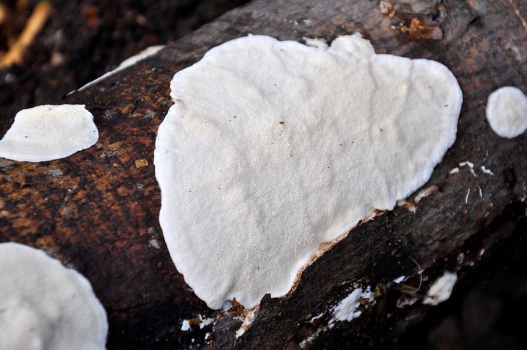 Su tronchi tagliati (Trametes hirsuta)