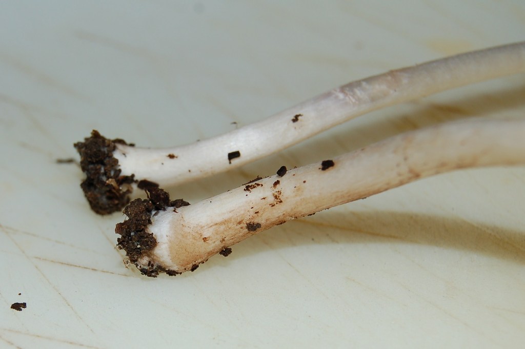 Nel giardino del vicino (Inocybe sindonia)