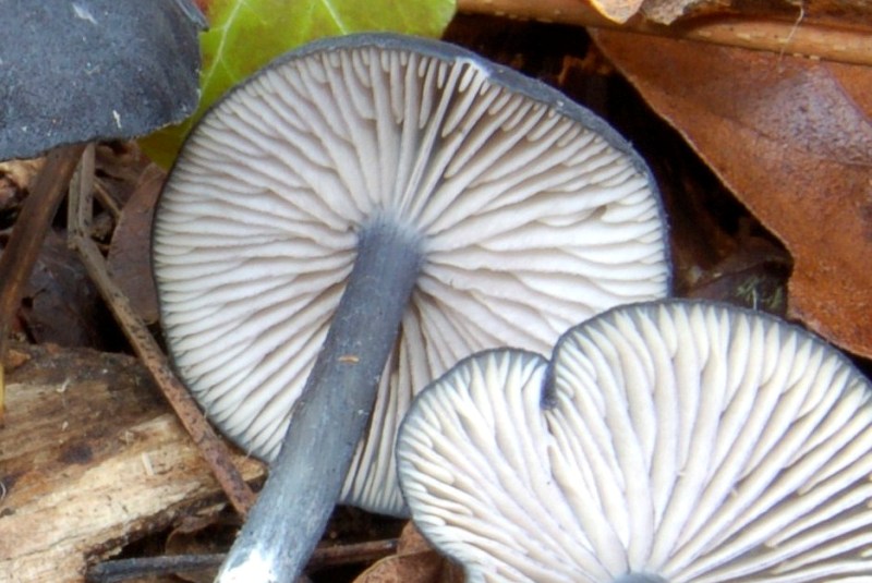 Entoloma nero (cfr. Entoloma serrulatum/E. corvinum)