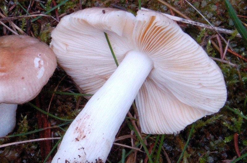 Russula nauseosa? (cfr. Russula cessans)