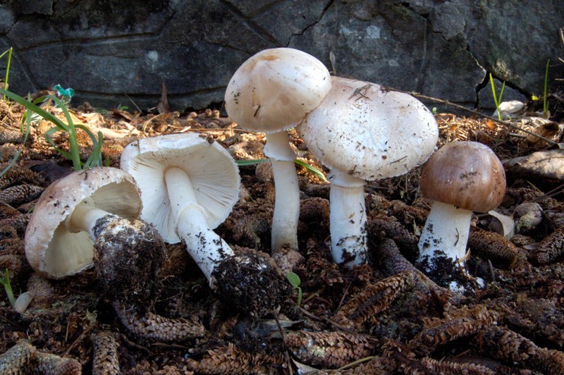 Leucoagaricus? (cfr. L. litoralis/ L. sublitoralis)
