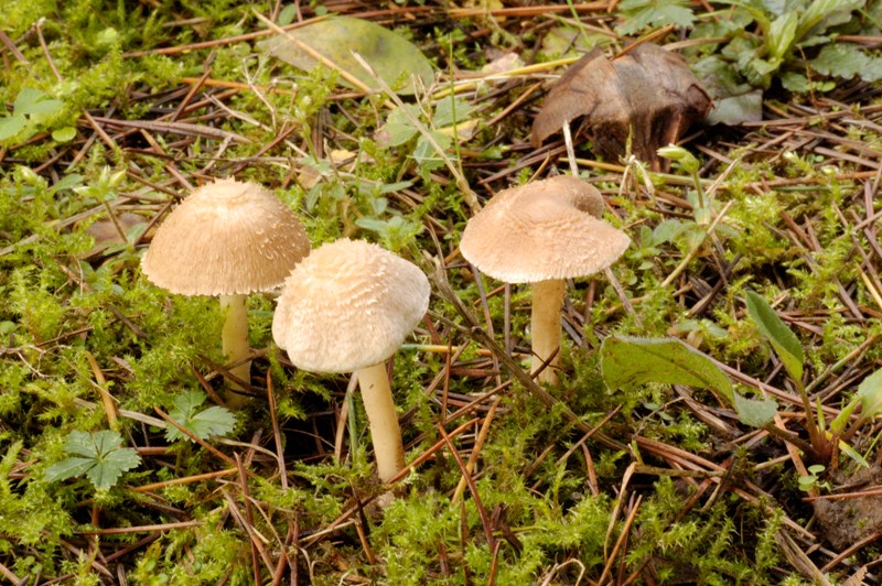 Ritrovamenti sotto cedro.