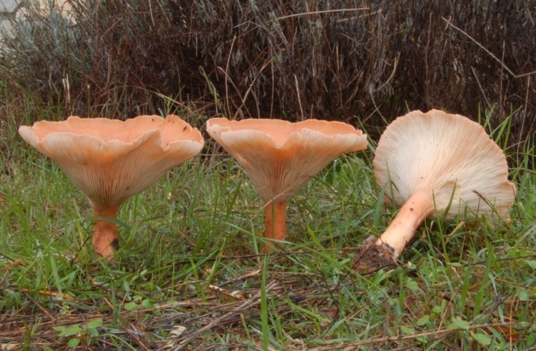 Clitocybe geotropa.