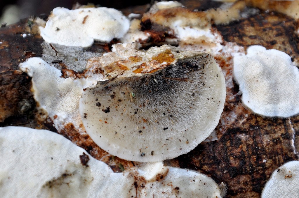 Su tronchi tagliati (Trametes hirsuta)