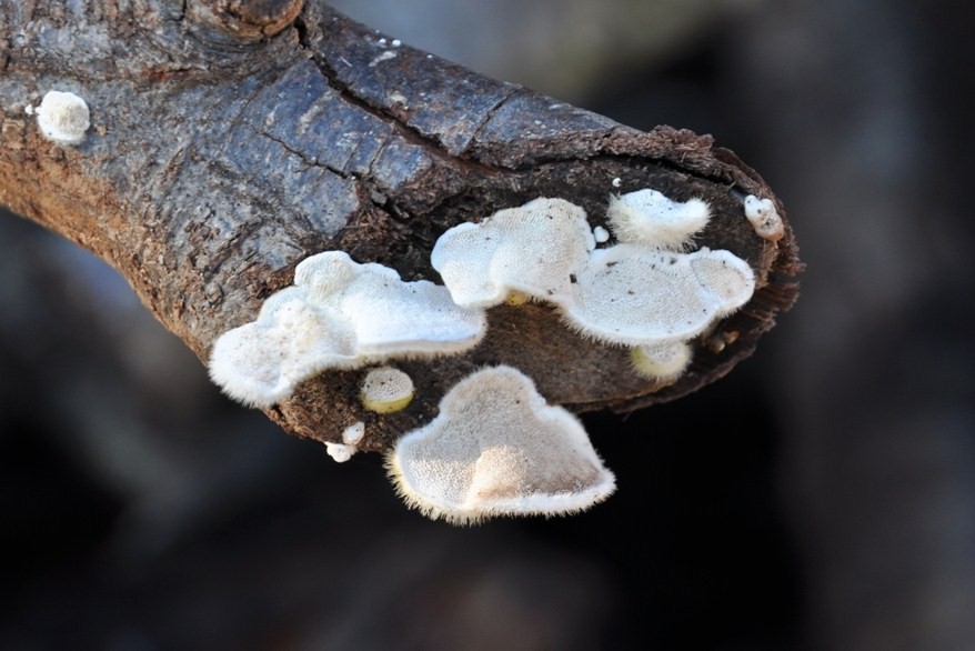 Su tronchi tagliati (Trametes hirsuta)