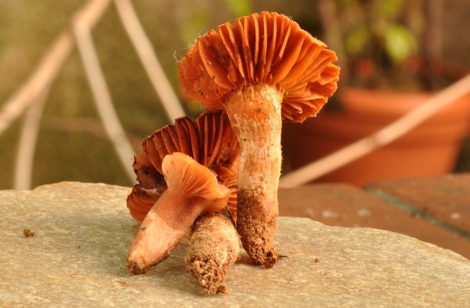 Da determinare (Cortinarius orellanus + Laccaria sp.)