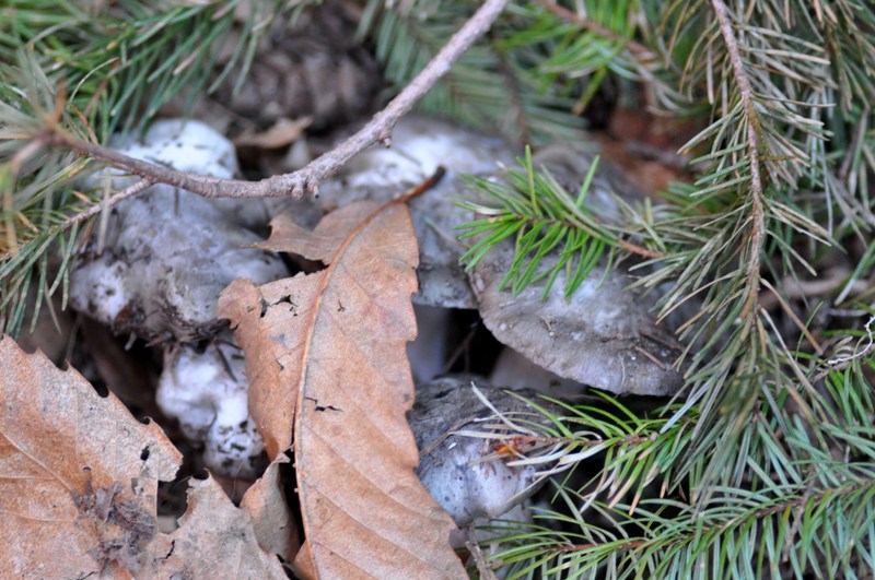 8 marzo festa dei marzuoli.