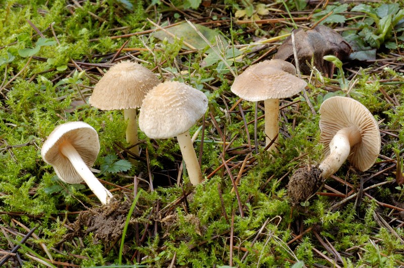 Ritrovamenti sotto cedro.