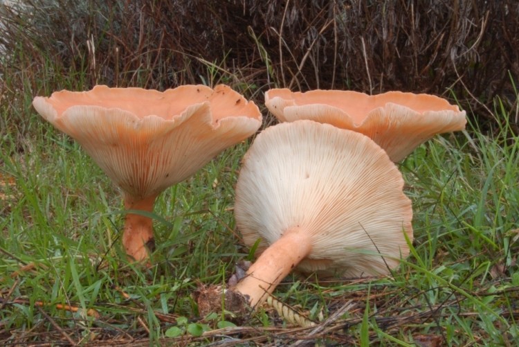 Clitocybe geotropa.