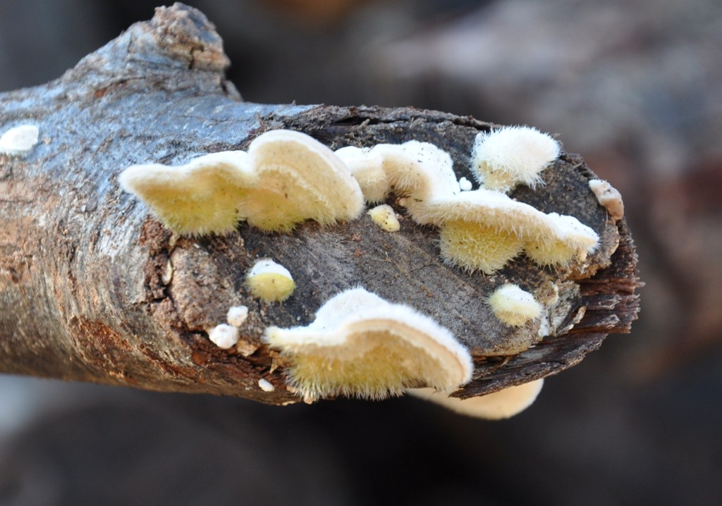 Su tronchi tagliati (Trametes hirsuta)