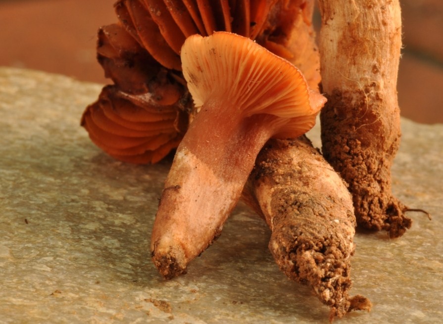 Da determinare (Cortinarius orellanus + Laccaria sp.)