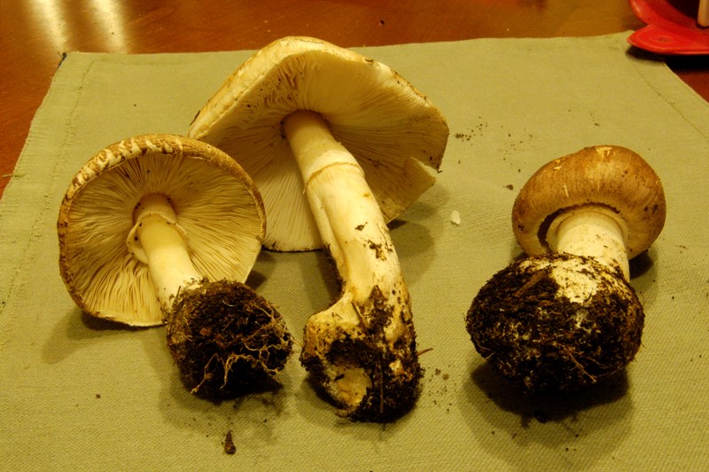 Leucoagaricus? (cfr. L. litoralis/ L. sublitoralis)