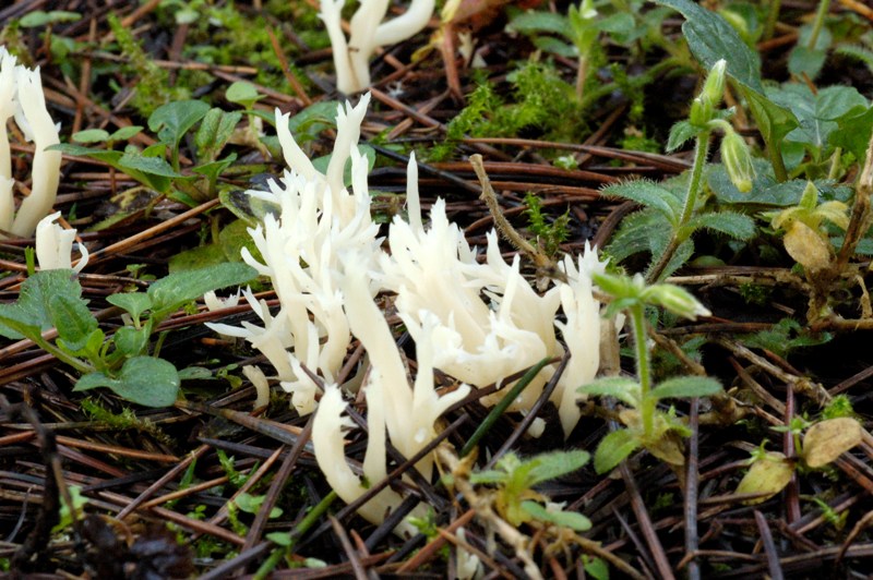 Ritrovamenti sotto cedro.