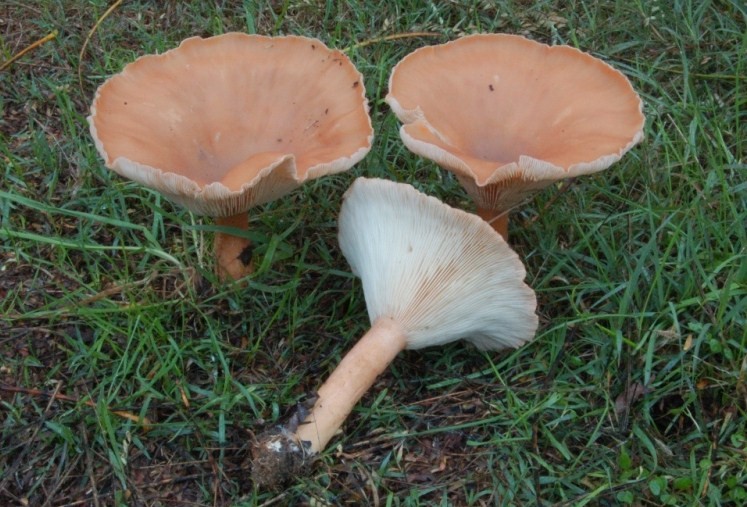 Clitocybe geotropa.