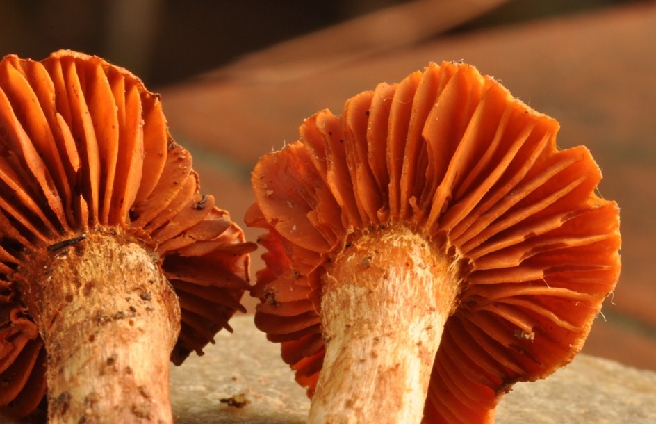 Da determinare (Cortinarius orellanus + Laccaria sp.)