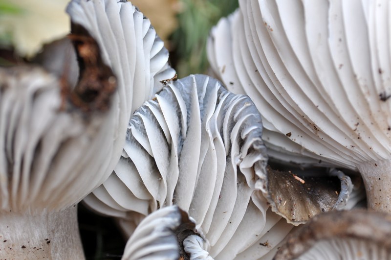 8 marzo festa dei marzuoli.