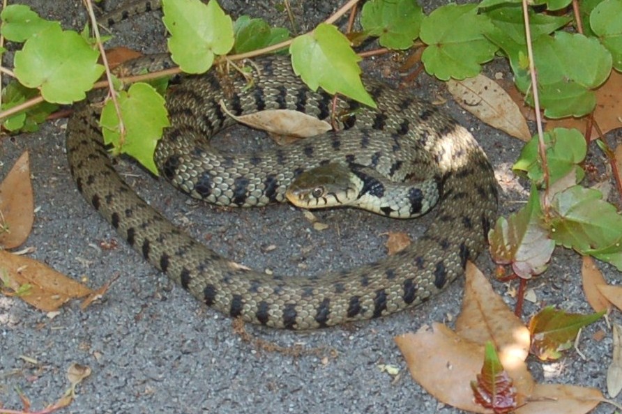 Ospite in giardino, Natrix natrix