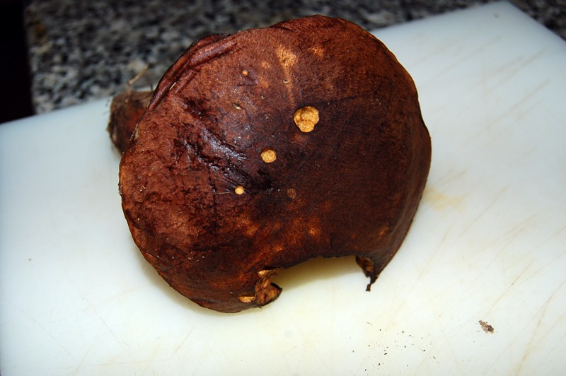 Altro Boletus.