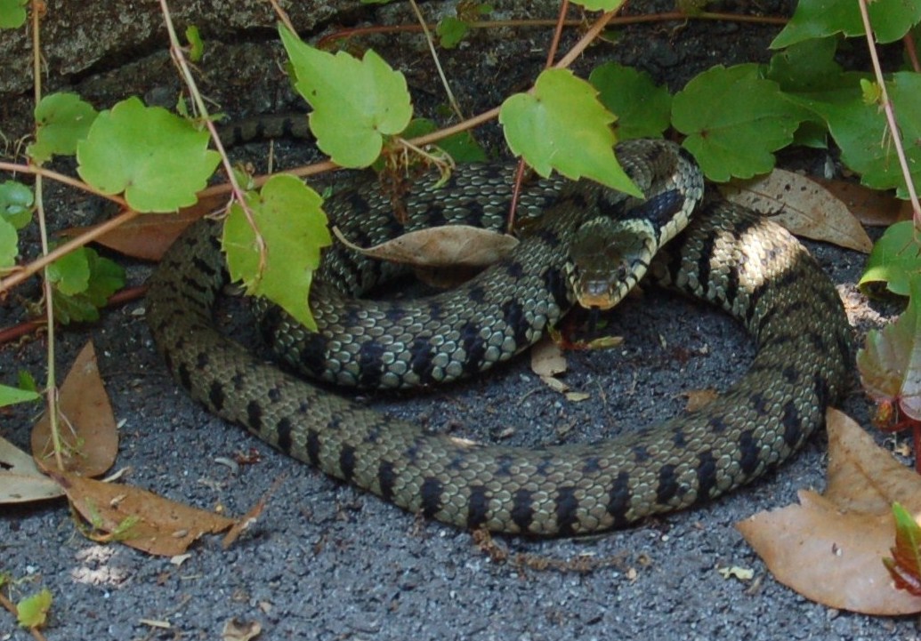 Ospite in giardino, Natrix natrix