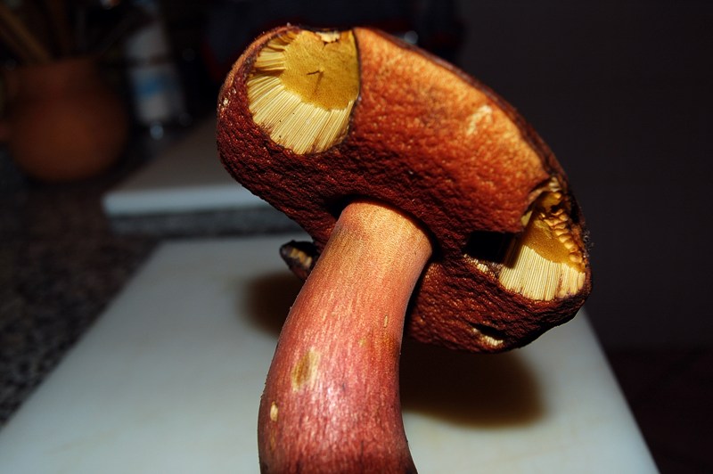 Altro Boletus.