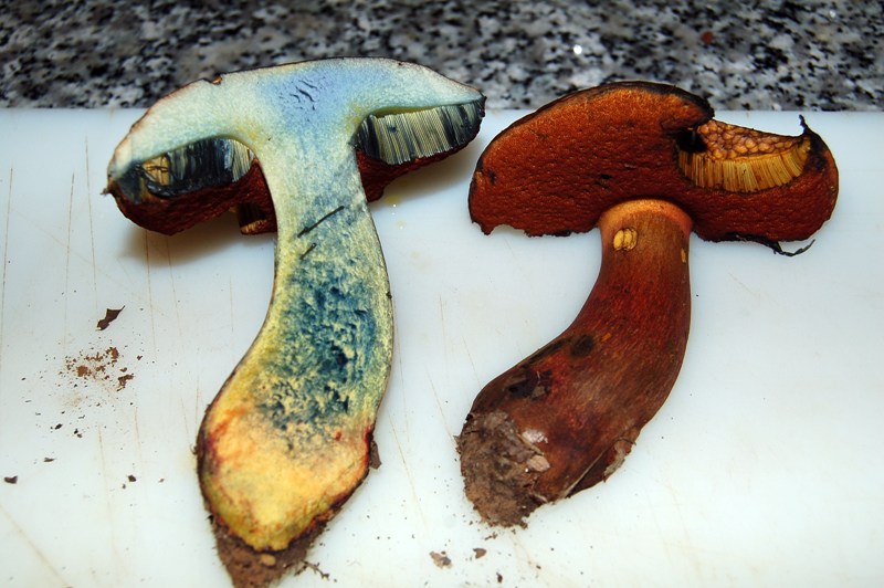 Altro Boletus.