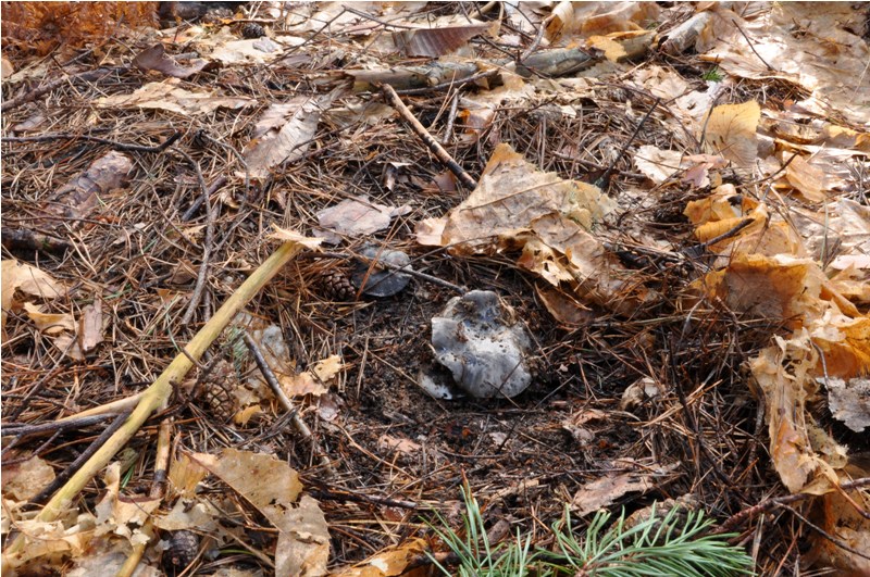 Hygrophorus marzuolus