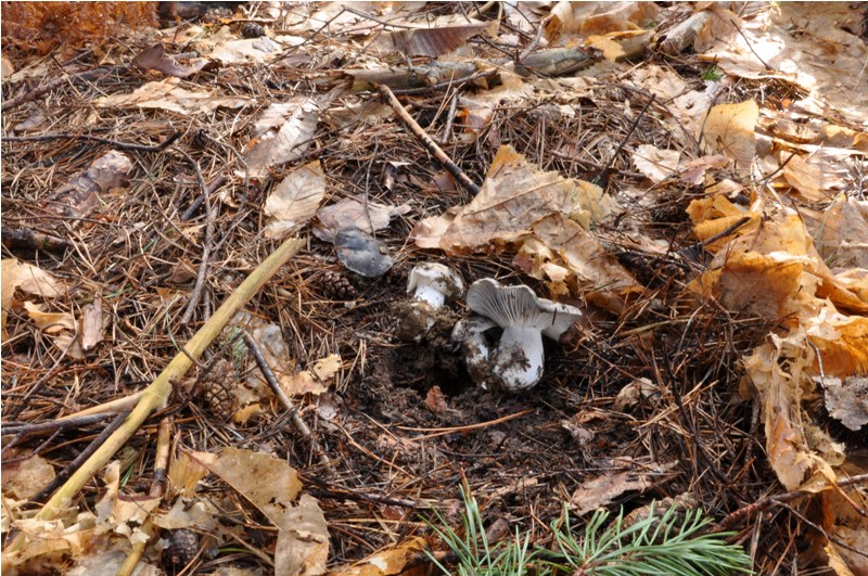 Hygrophorus marzuolus
