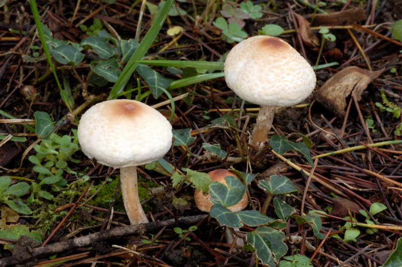 Ritrovamenti sotto cedro.