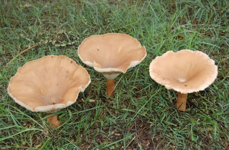 Clitocybe geotropa.