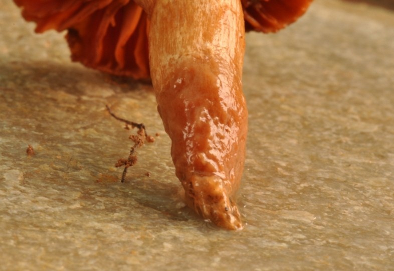 Da determinare (Cortinarius orellanus + Laccaria sp.)