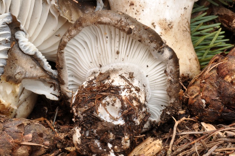 8 marzo festa dei marzuoli.