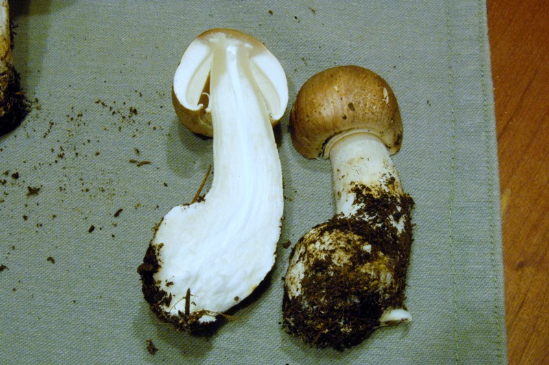 Leucoagaricus? (cfr. L. litoralis/ L. sublitoralis)