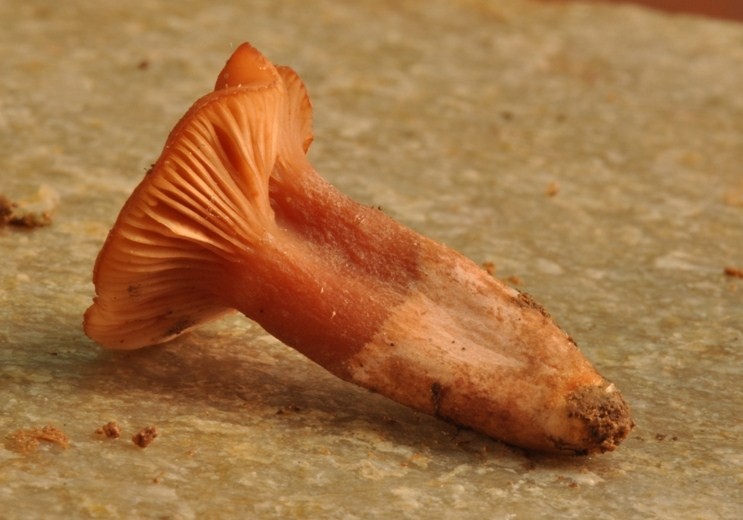 Da determinare (Cortinarius orellanus + Laccaria sp.)