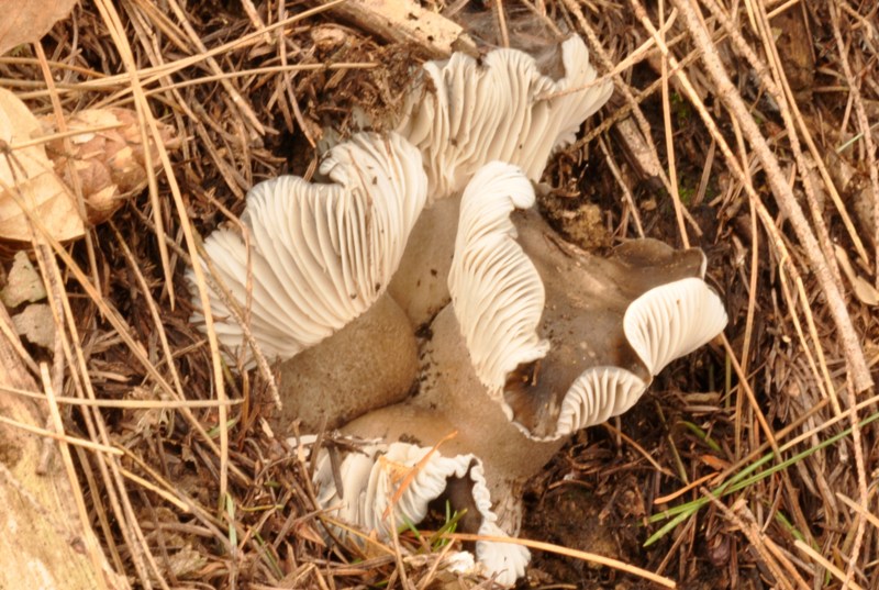 8 marzo festa dei marzuoli.