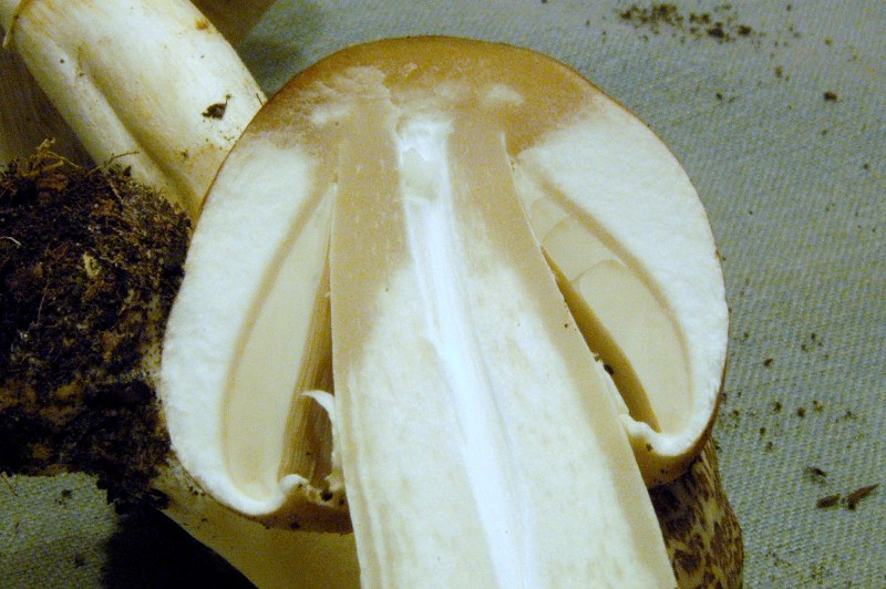 Leucoagaricus? (cfr. L. litoralis/ L. sublitoralis)