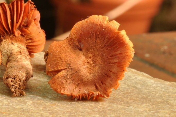 Da determinare (Cortinarius orellanus + Laccaria sp.)