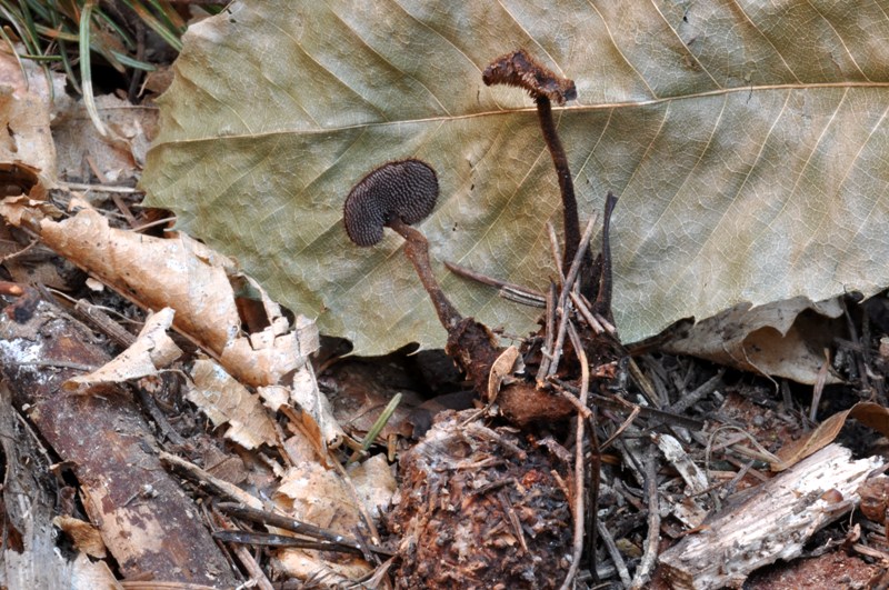 8 marzo festa dei marzuoli.