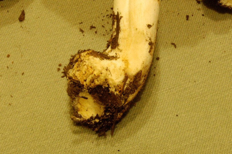 Leucoagaricus? (cfr. L. litoralis/ L. sublitoralis)