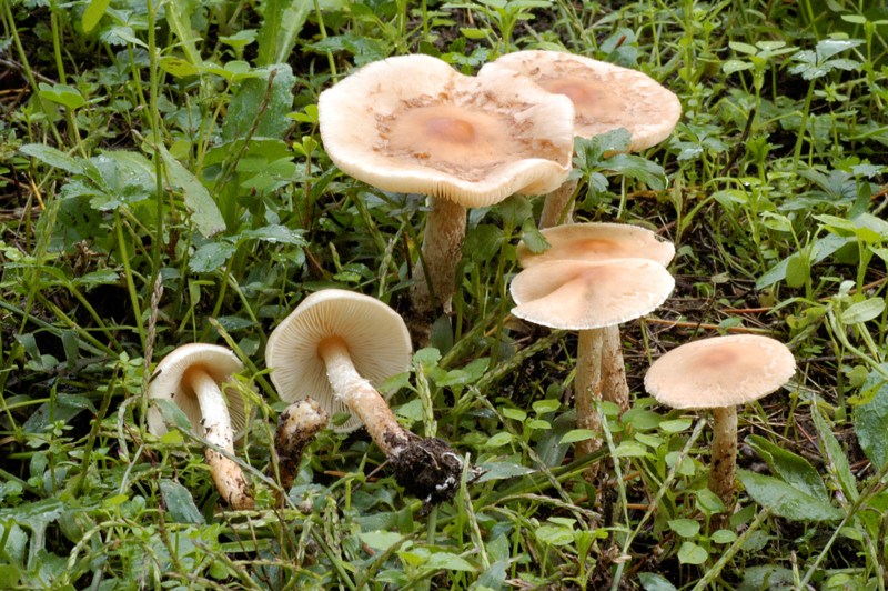 Ritrovamenti sotto cedro.