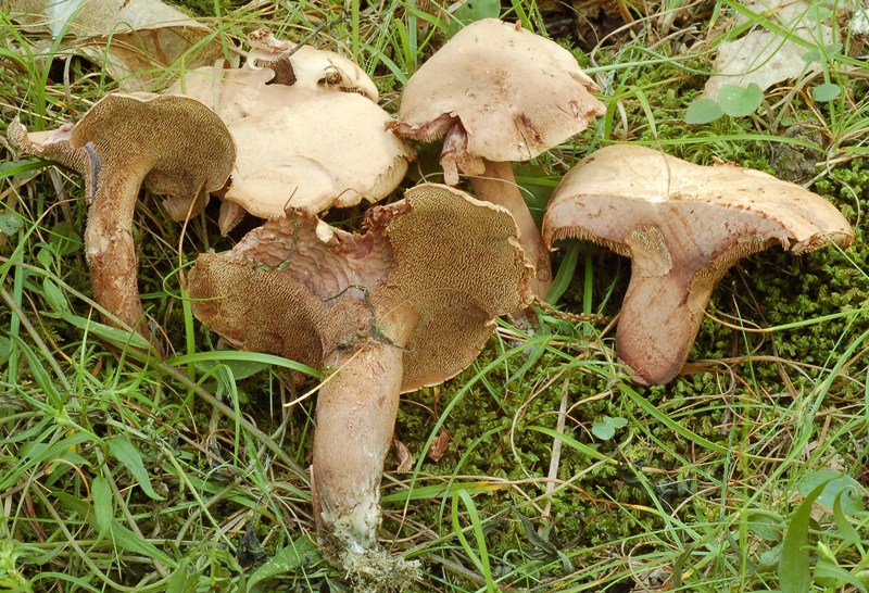 Del 4 luglio (6) (cfr. Sarcodon joeides)