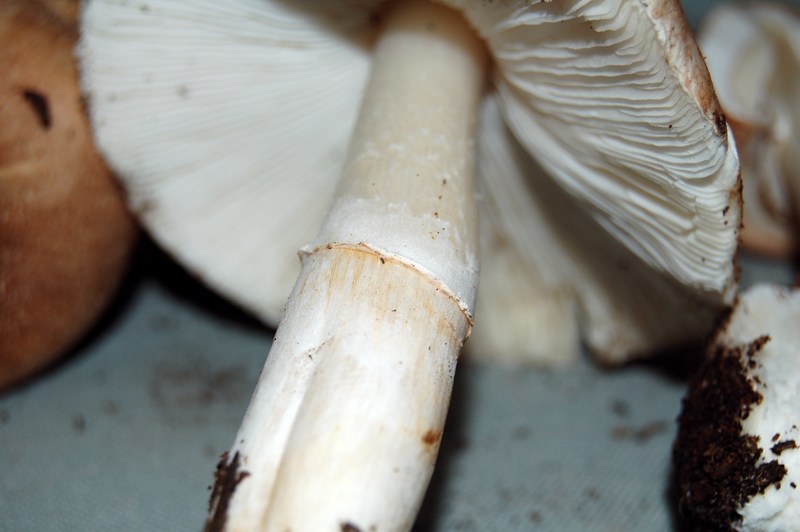 Leucoagaricus? (cfr. L. litoralis/ L. sublitoralis)
