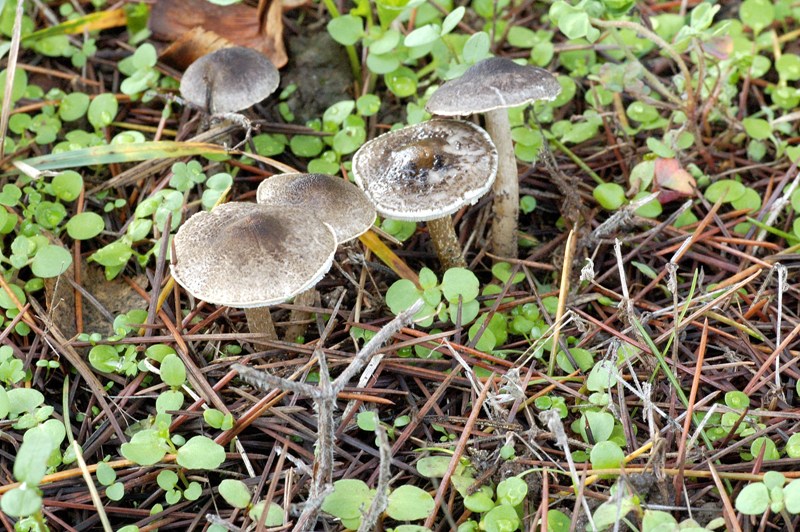 Ritrovamenti sotto cedro.