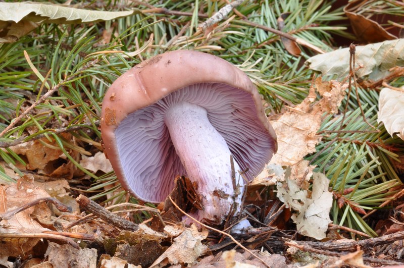 8 marzo festa dei marzuoli.