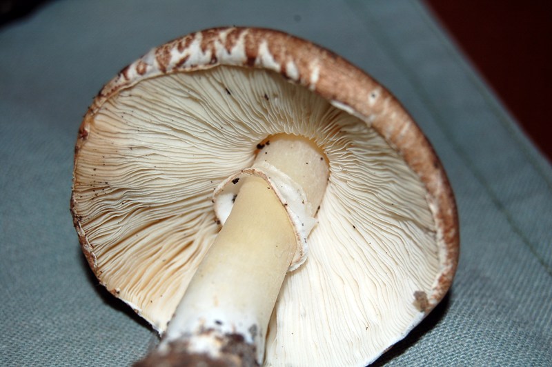 Leucoagaricus? (cfr. L. litoralis/ L. sublitoralis)