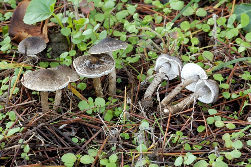 Ritrovamenti sotto cedro.