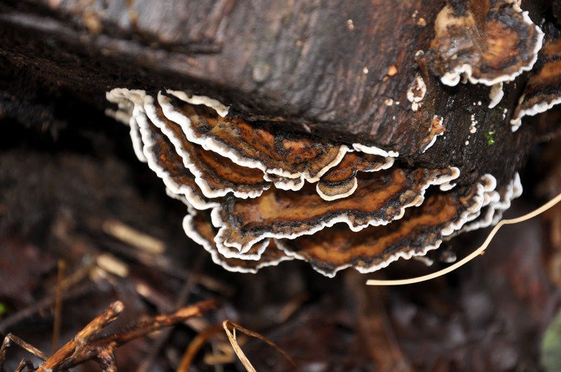 Aphyllophorales invernali.